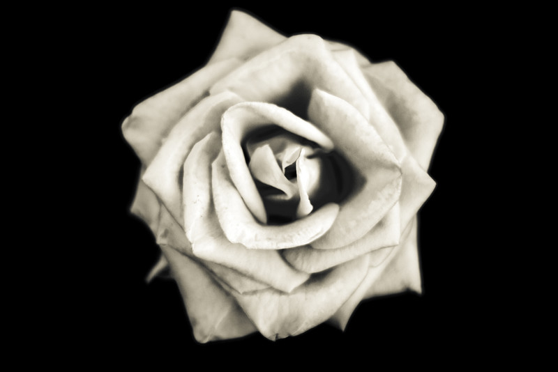 Rose1